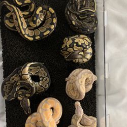 Toy Snakes