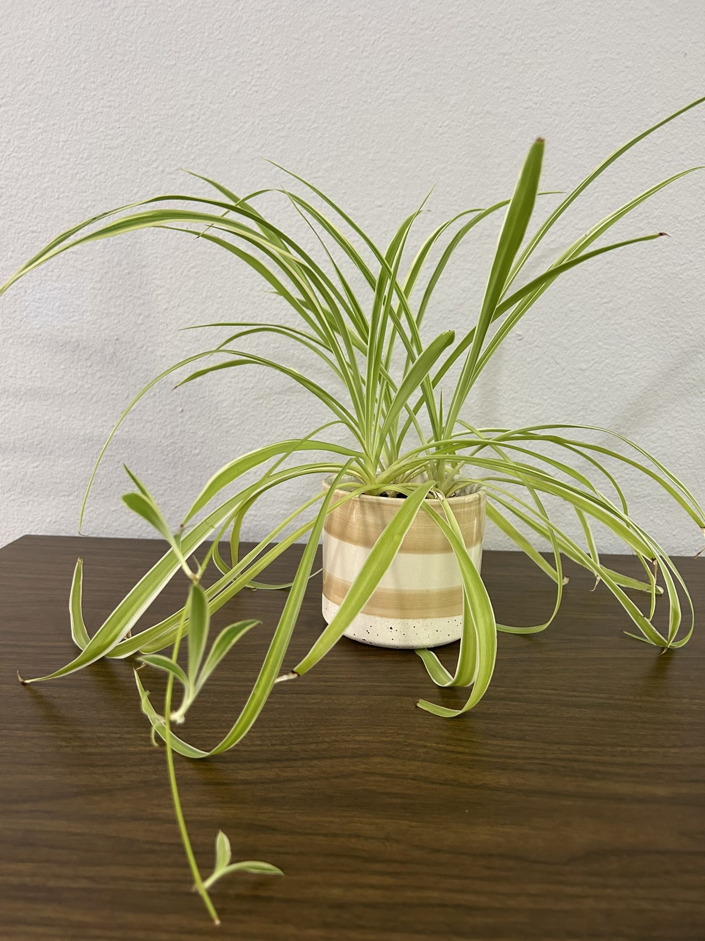 Spider Plant Houseplant