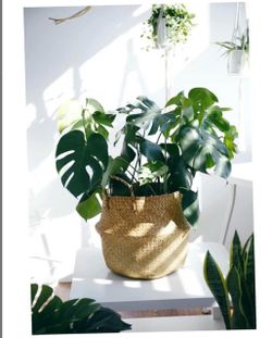 POTEY Seagrass Plant Basket Set of 2- Hand Woven Belly Basket with Handles, Large Stor