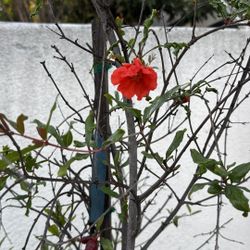 Pomegranate Tree