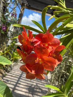 Blooming Vanda orchid