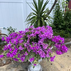 BLOOMING BOUGAINVILLEA PLANT IN PLASTIC POT AND VASE FOR SALE