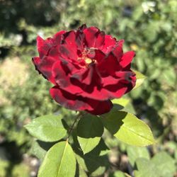 Red Rose Plant / Rosal Rojo 