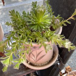 Succulent On Ceramic Pot