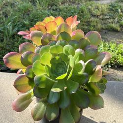 Aeonium 'Blushing Beauty