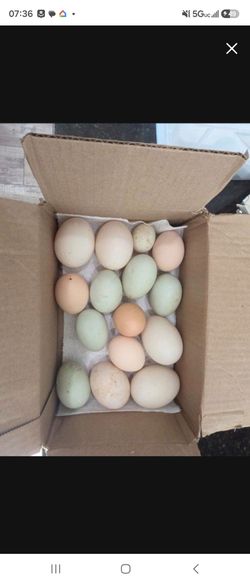 Fresh duck/ chicken eggs