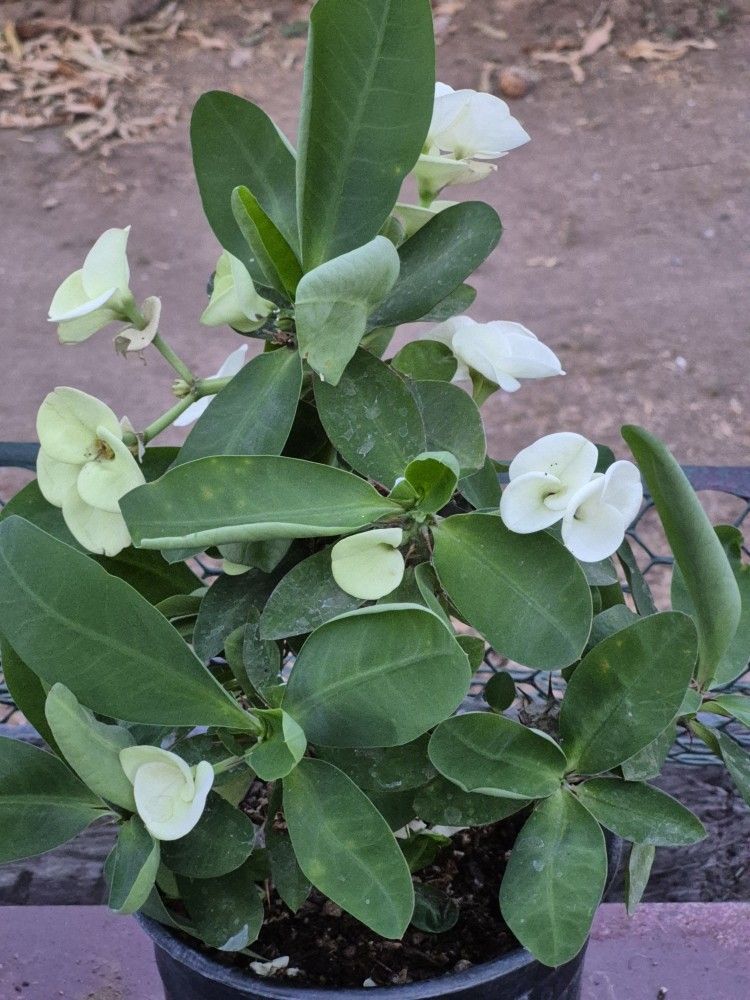 Corona De Cristo Blanca