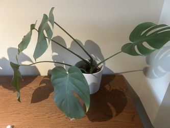 Monstera plant