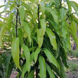 Glenn Grafted Mango Tree