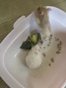cute pink hamster box