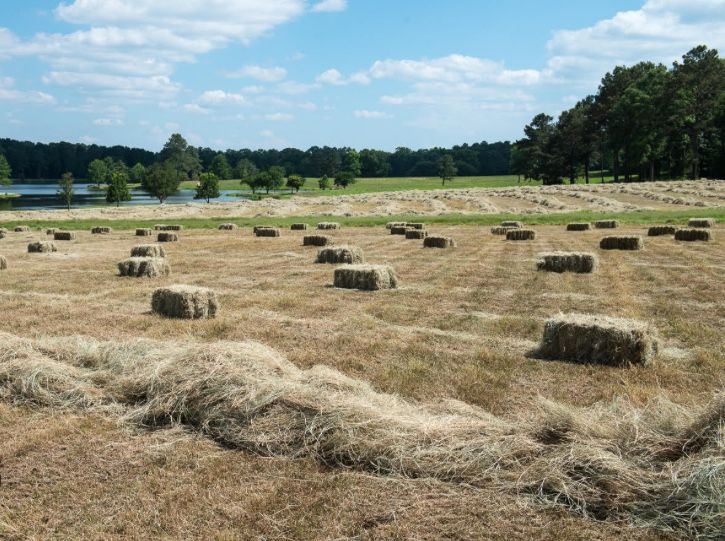 Horse Hay / Cow Hay