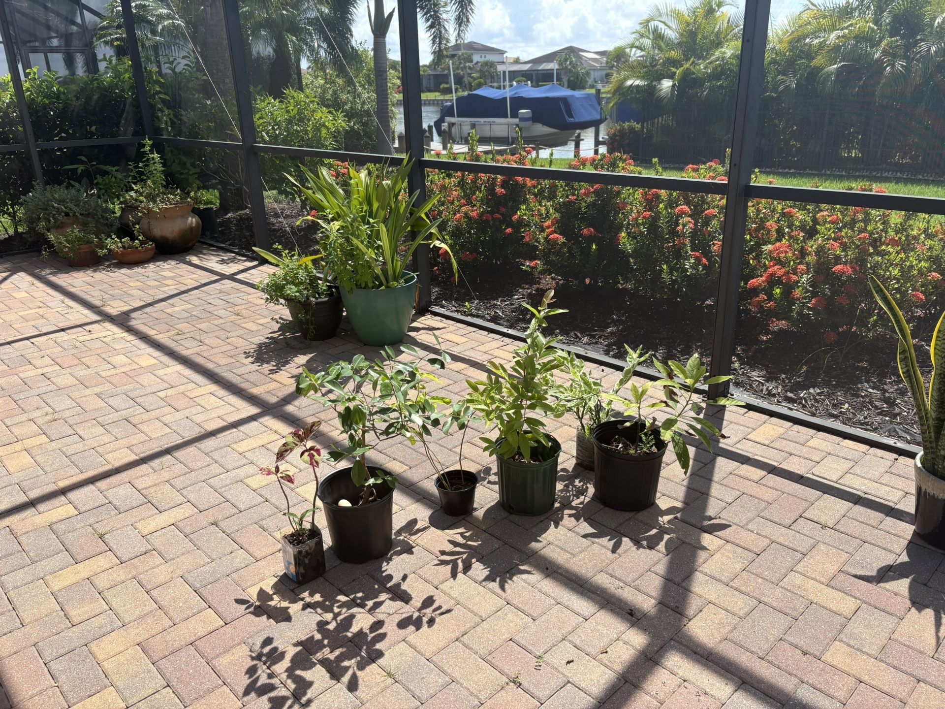 Ornamental Plants and Organic Fruit Tress