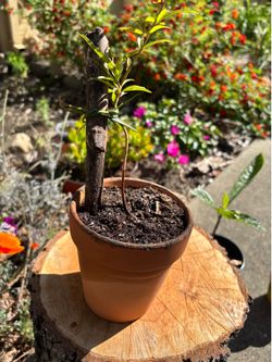 Peach tree