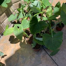 Patio Plants