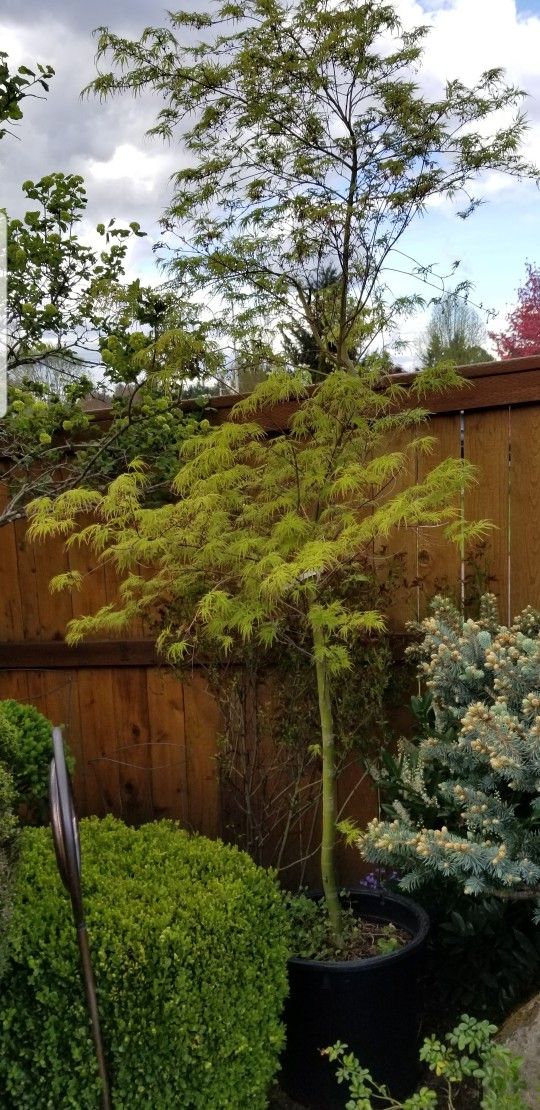 Japanese Maple tree (Acer Palmatum Seiryu)   8ft Tall