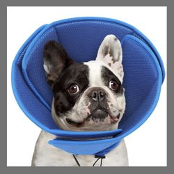 Dog Come - Avondale Az 416