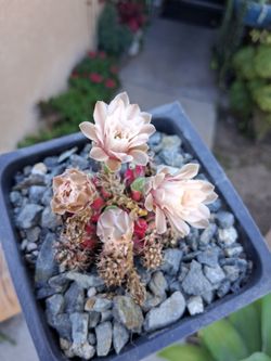 Blooming Gymnocalycium Cactus $25