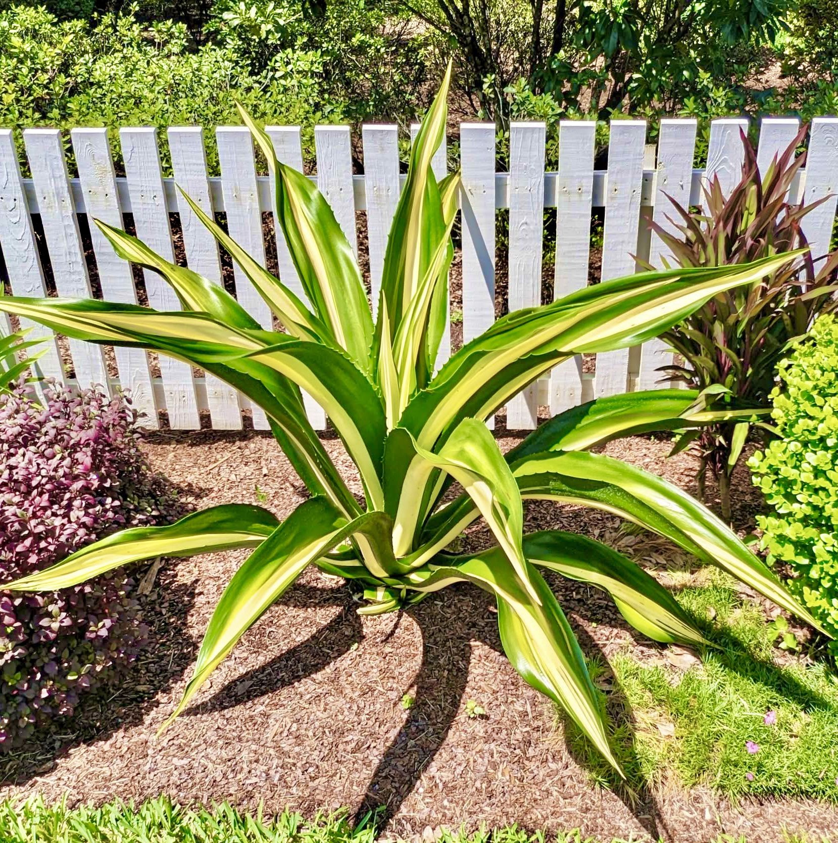Variegated False Agave