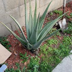 Aloe Vera Plant