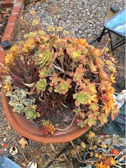Succulent bird bath