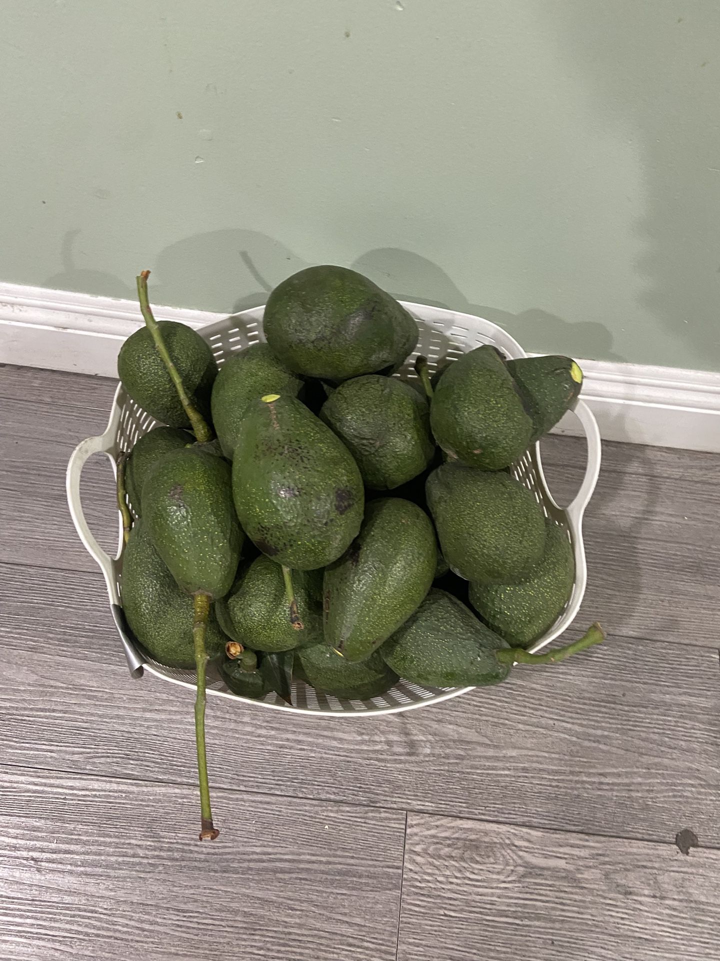 Comes From A Good Tree