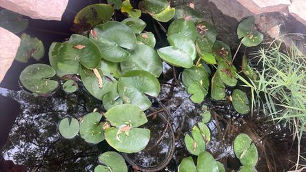 POND PLANTS 🪴