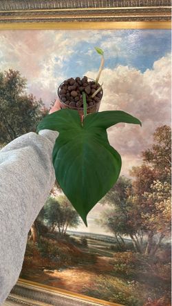 Philodendron Camposportoanum Cutting