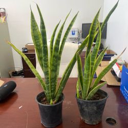 Sneak plant/ lengua de suegra