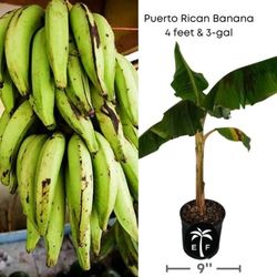 Puerto Rican Plantain Plant 🪴 3gal Plantas  de platano Puerto Riqueño  en 3gal