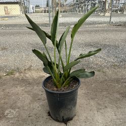 Bird Of Paradise