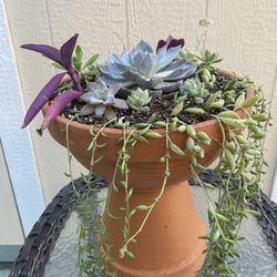 Large Succulent Planter 