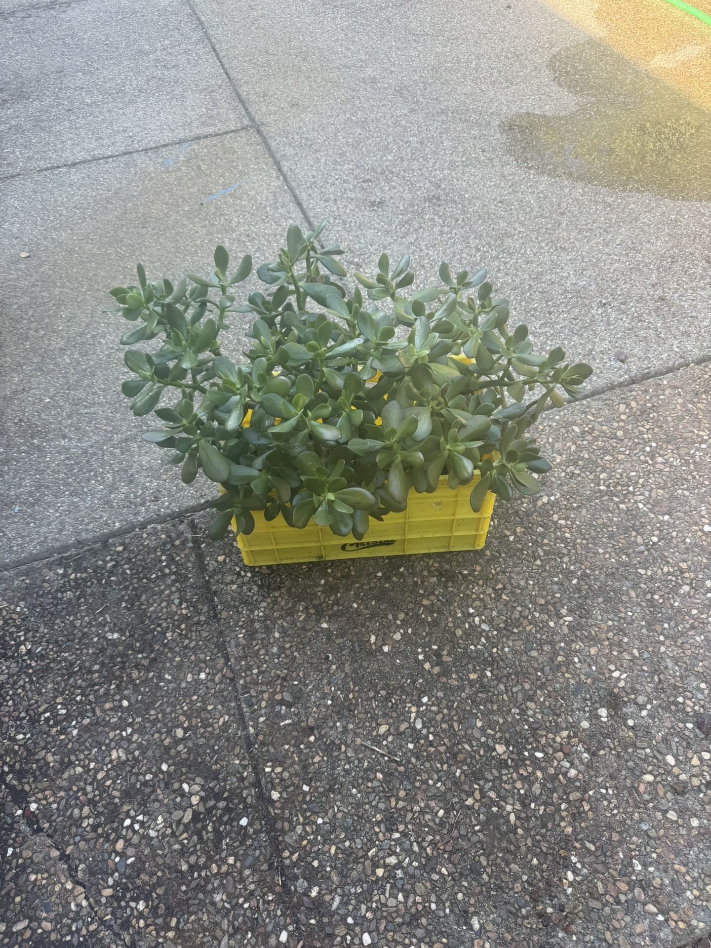 Large And Medium Jade Plus One Decor Aloe