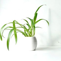 Wide Leaf Global Green Spider Plant/ Indoor Plant/ House Plant Flower Patio Garden 