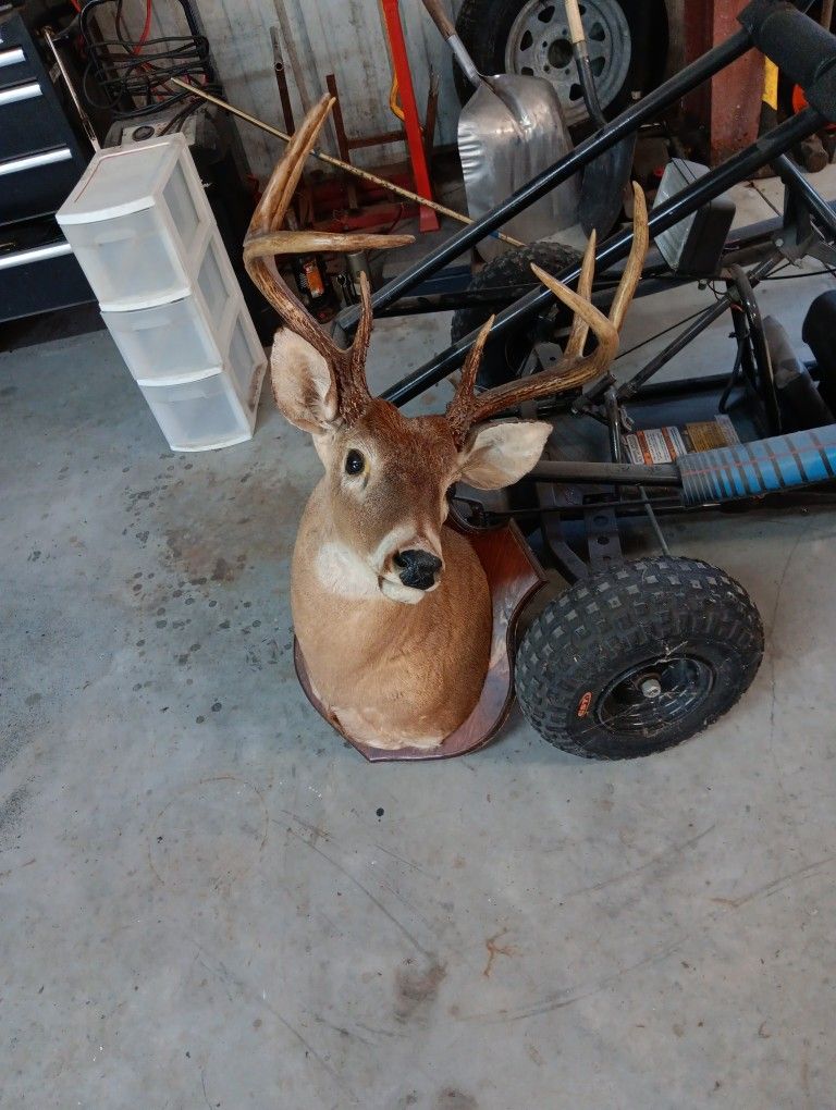 5 Buck Deer Shoulder Mount 