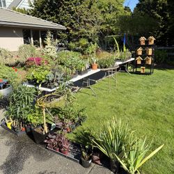 Neighborhood Plant Sale West Seattle