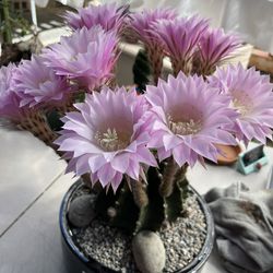 10” Ceramic Pot With Blooming Cactus 