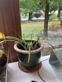 House Plant