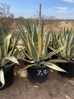 25g Agave Americana
