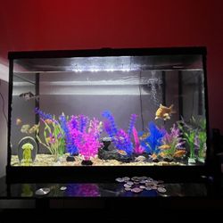 29 Gallon Fish Tank For Sale
