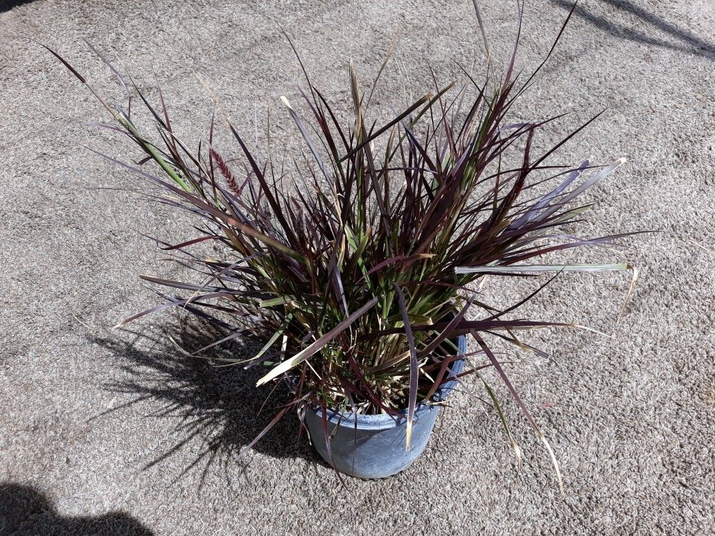 Red Fountain Grass 
