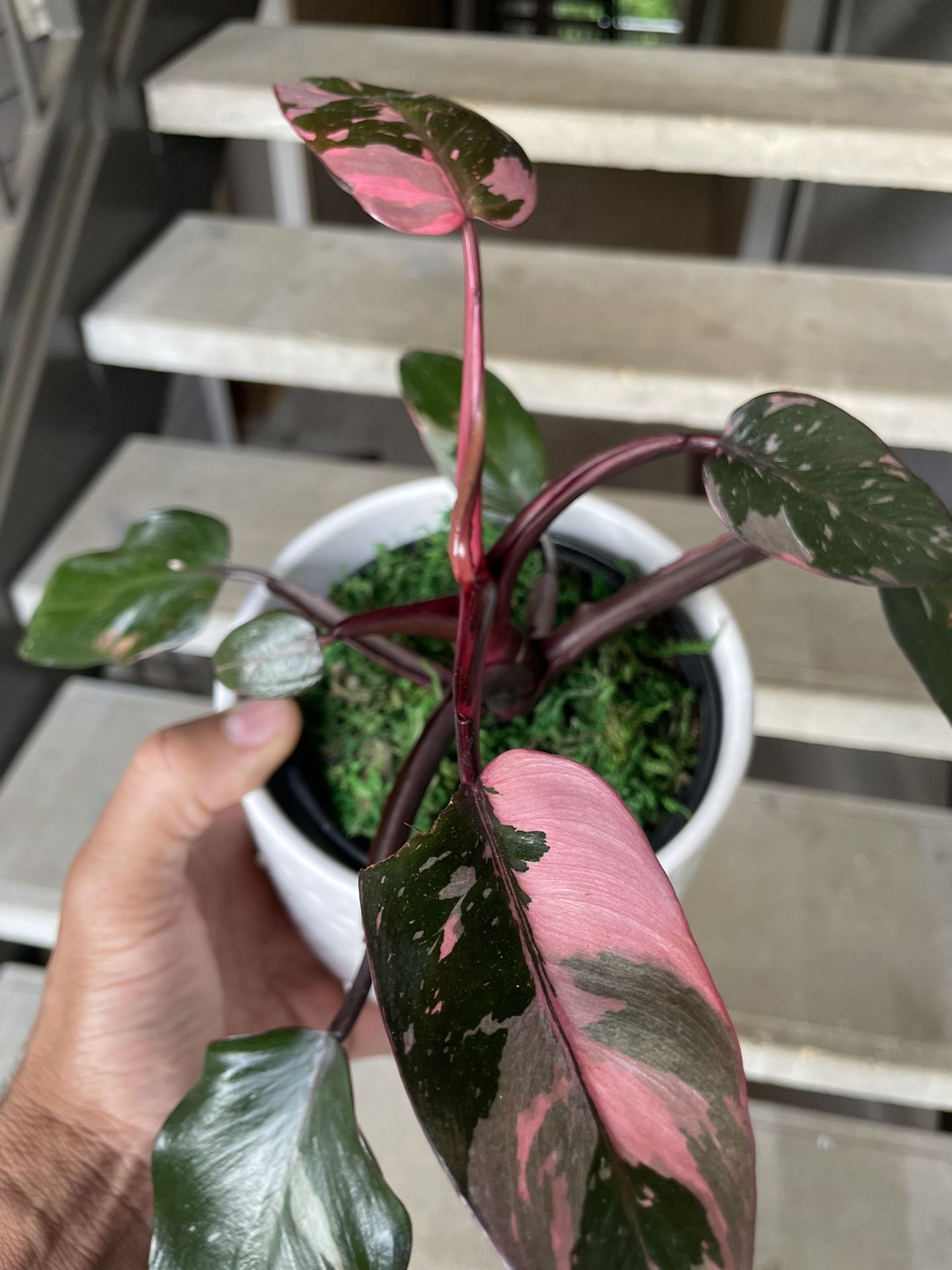 Philodendron “Pink Princess” | Variegated Tropical Plant | $5 Off With Local PickUp