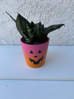 Snake Plant