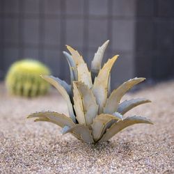 Desert Steel's Metal Agave Plant