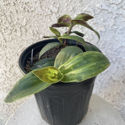 1 Gallon Pot Succulent Plant- Tradescantia Sillamontana Purple Haze Wandering Dude - Rooted & Established - Drought Resistant - 🪴