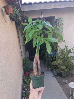 Braided Money Tree $18
