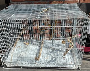 Cage birds
