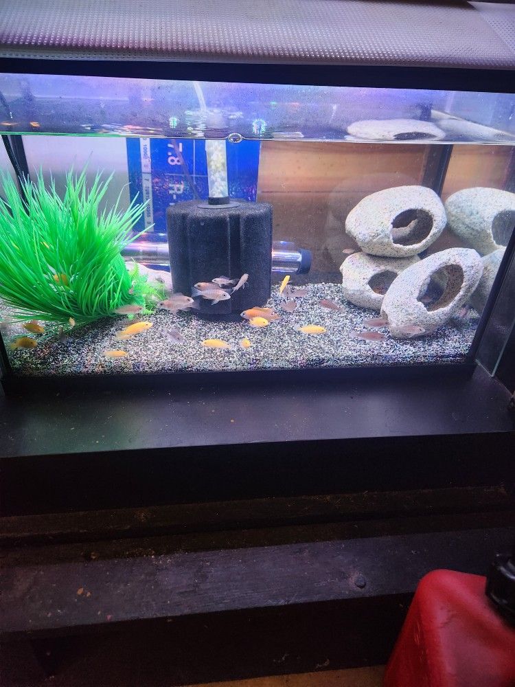 10 Gallon Aquarium/fish Tank