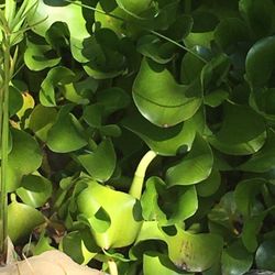 Water hyacinths