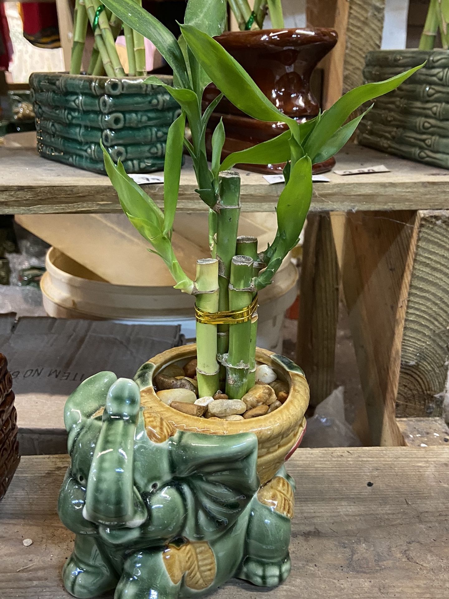 Lucky bamboo with Plant Pot