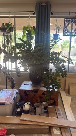 Huge Z plant